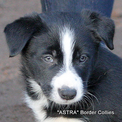 black and white Male, smooth to medium  coat, border collie puppy